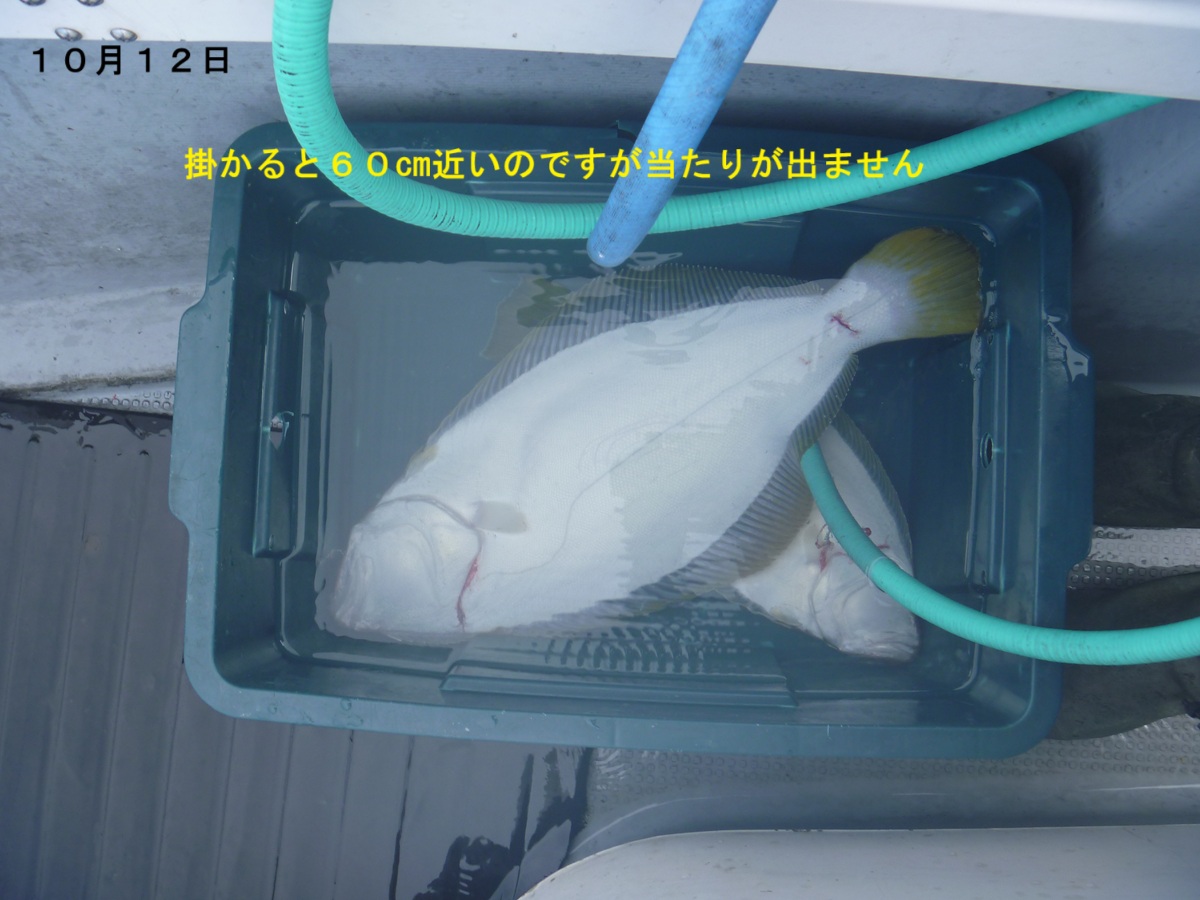 d411102ヒラメ 3.4袋白 津軽 令和7年10月12日 ヒラメ！ | 小樽・積丹で海釣り！｜FishingBoat